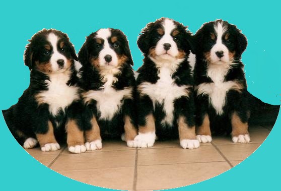 pups op rij